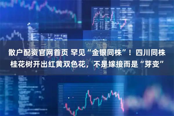 散户配资官网首页 罕见“金银同株”！四川同株桂花树开出红黄双色花，不是嫁接而是“芽变”